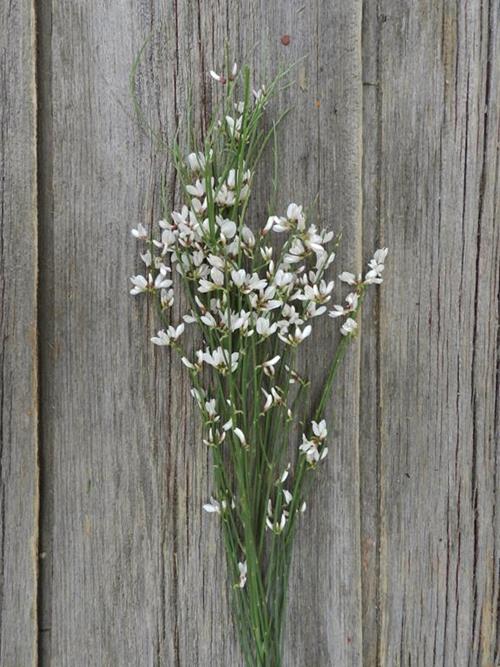 WHITE GINESTRA